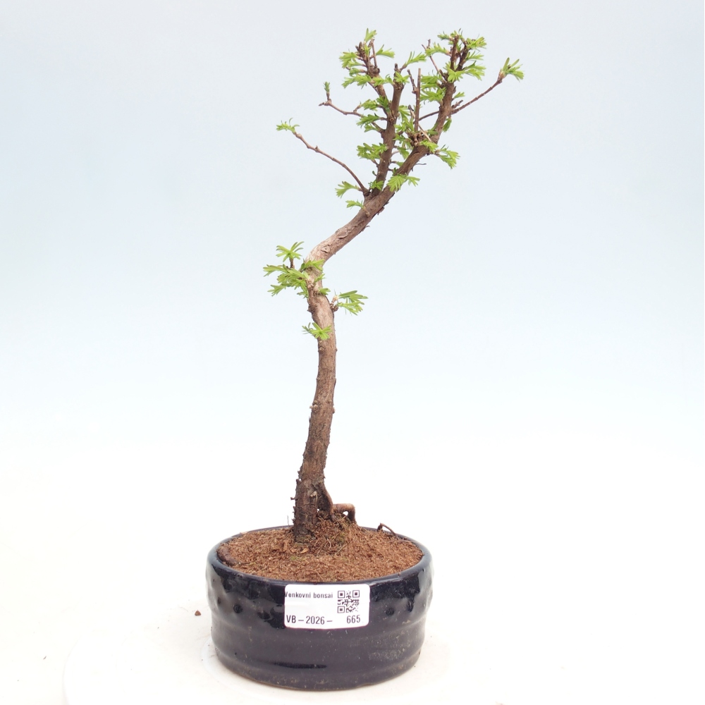 Vonkajšie bonsaje - Metasequoia glyptostroboides - čínska metasekvoja