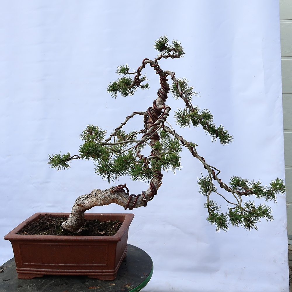 Pinus sylvestris Španielsko – borovica lesná