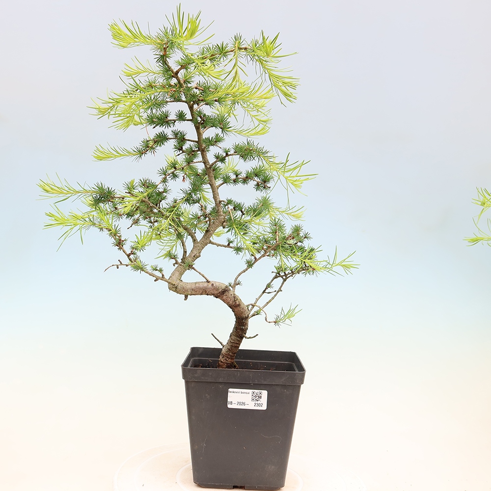 Vonkajšie bonsaje -Larix decidua - Smrekovec