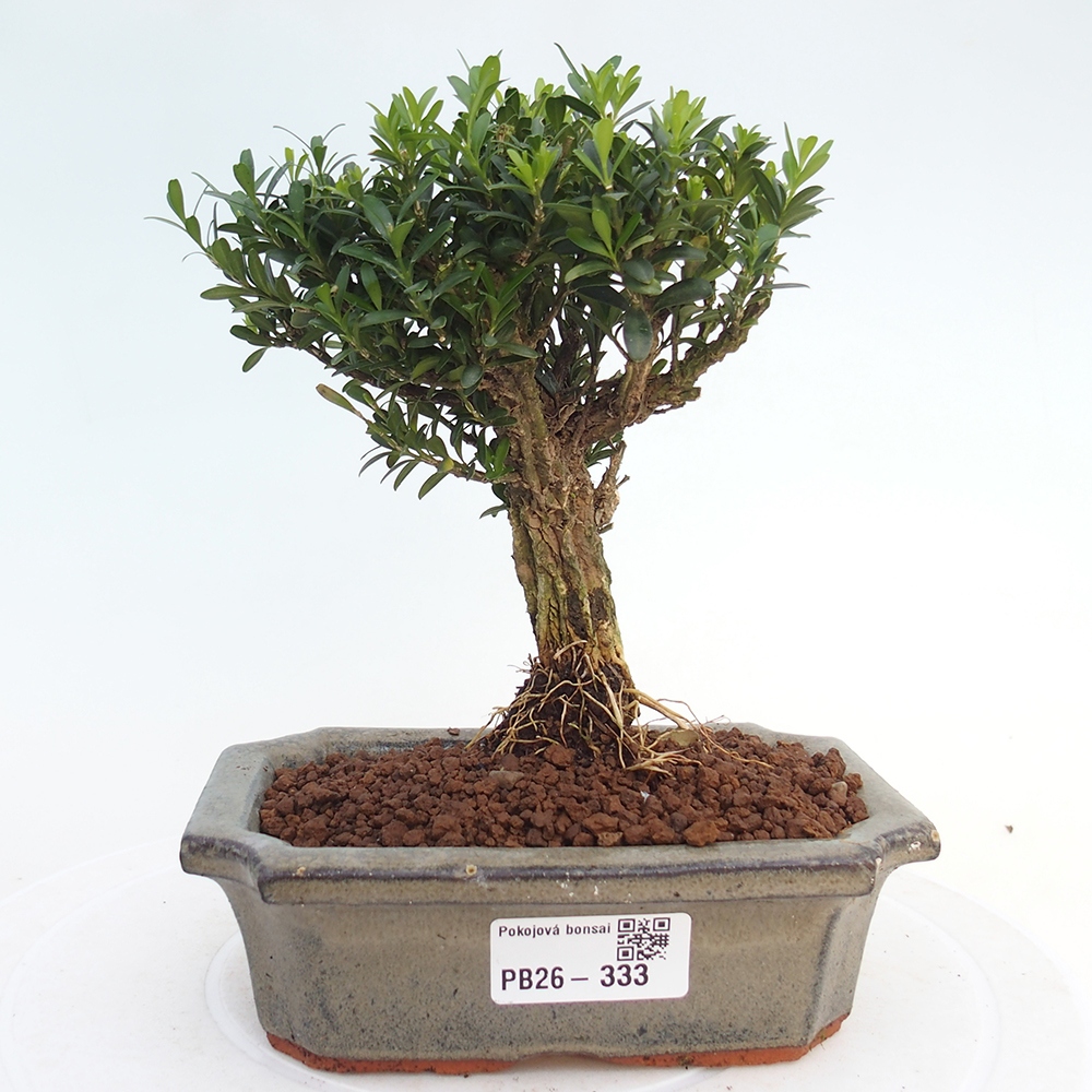 Izbové bonsaje - Buxus harlandii - korkový buxus
