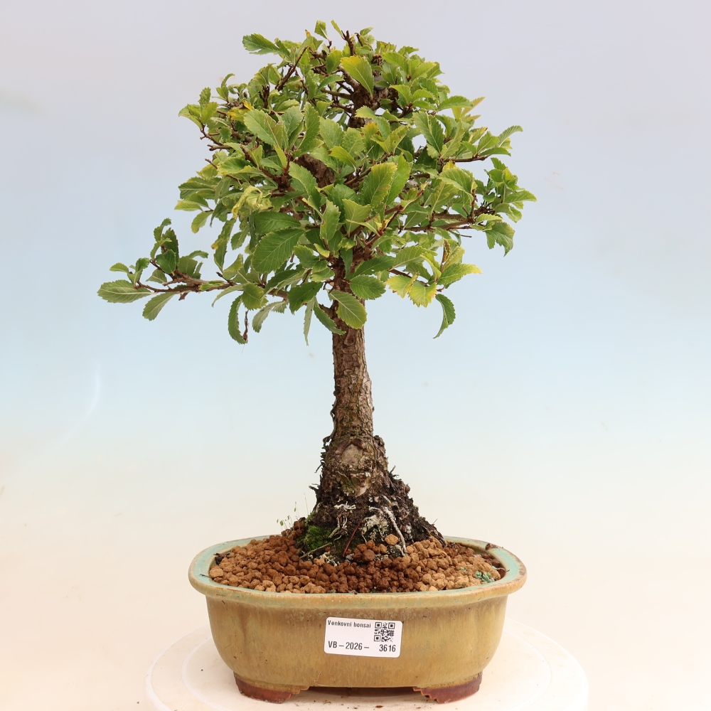 Vonkajšie bonsaje - Zelkova - Zelkova NIRE