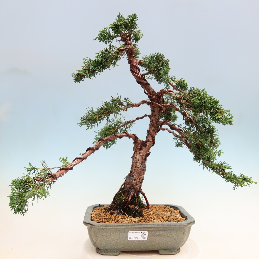 Vonkajší bonsaj - Juniperus chinensis Kishu