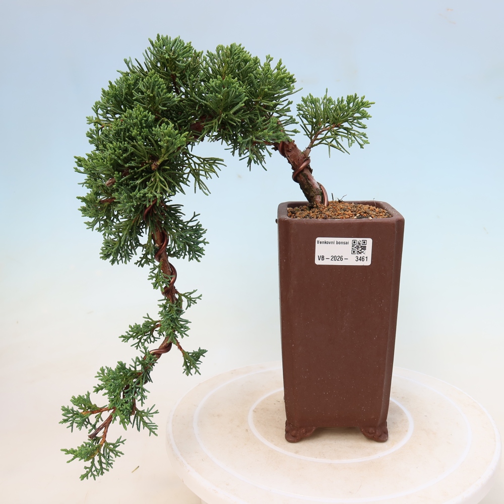 Vonkajší bonsaj - Juniperus chinensis Kishu