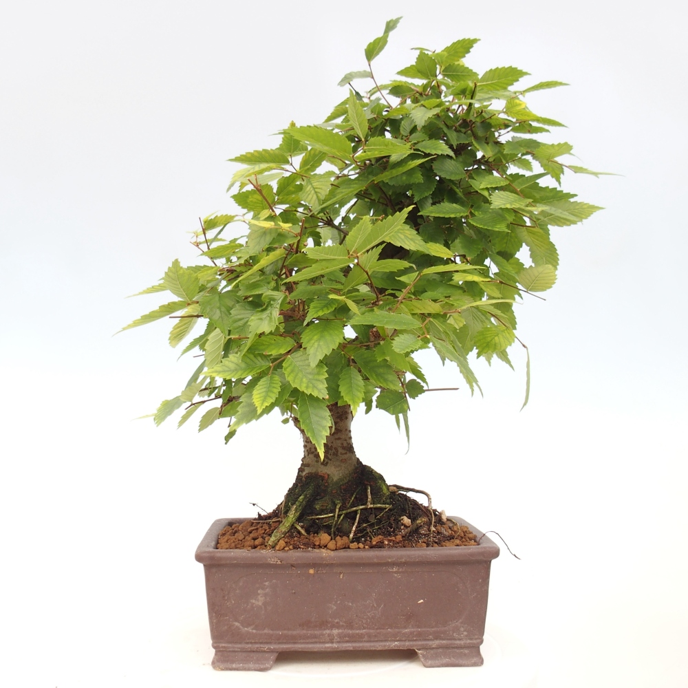 Vonkajšie bonsai - Zelkova - Zelkova serrata