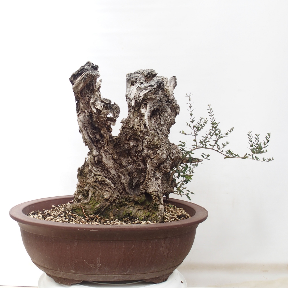 Izbová bonsai - Olea europaea sylvestris -Oliva evropská drobnolistá