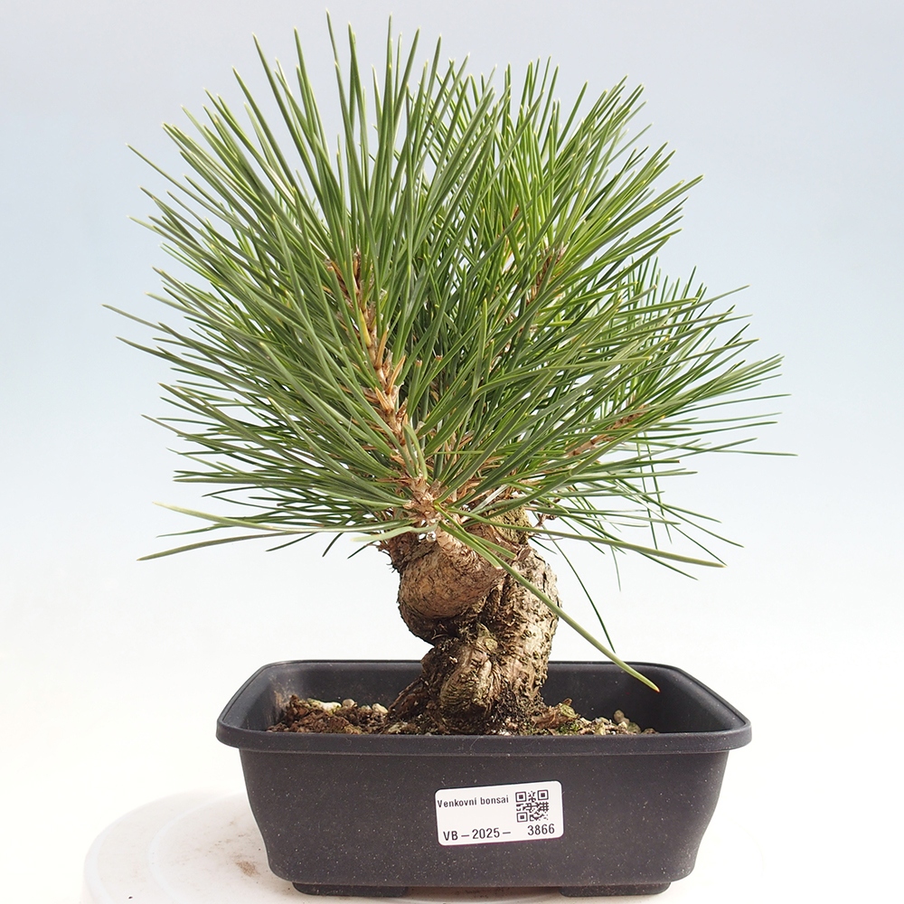 Vonkajšie bonsaje - Pinus thunbergii - borovica Thunbergova