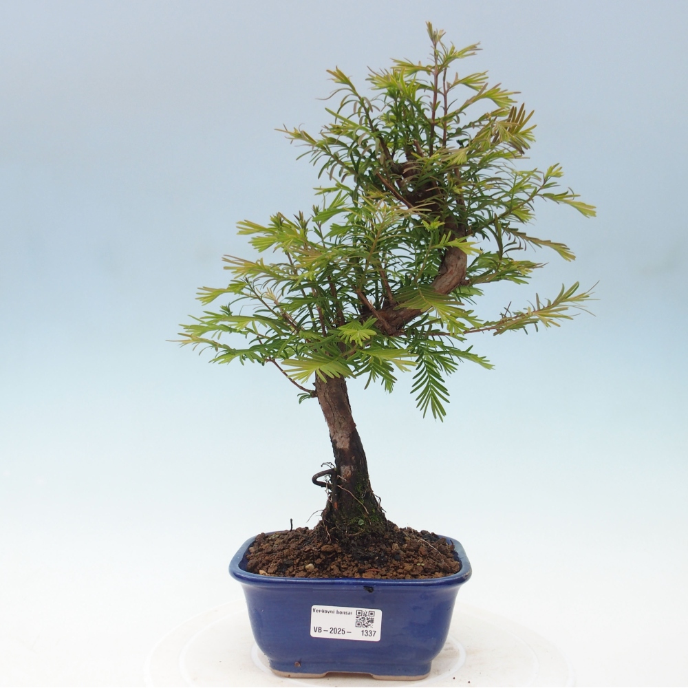 Vonkajšie bonsai - Metasequoia glyptostroboides - Metasekvoja Čínska