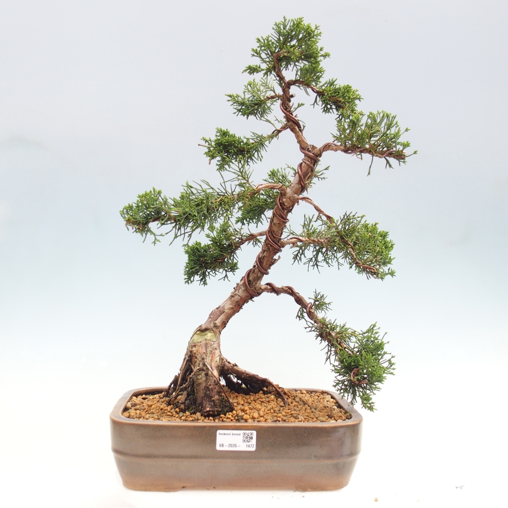 Vonkajšie bonsai - Juniperus chinensis Kishu -Jalovec čínsky