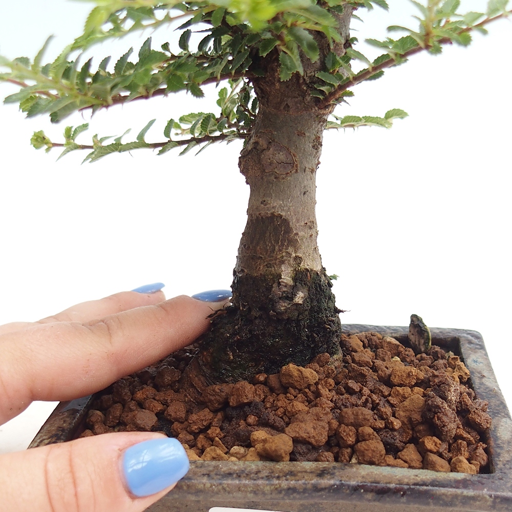 Vonkajší bonsai - Ulmus parvifolia Hokkaido - brest Čínsky