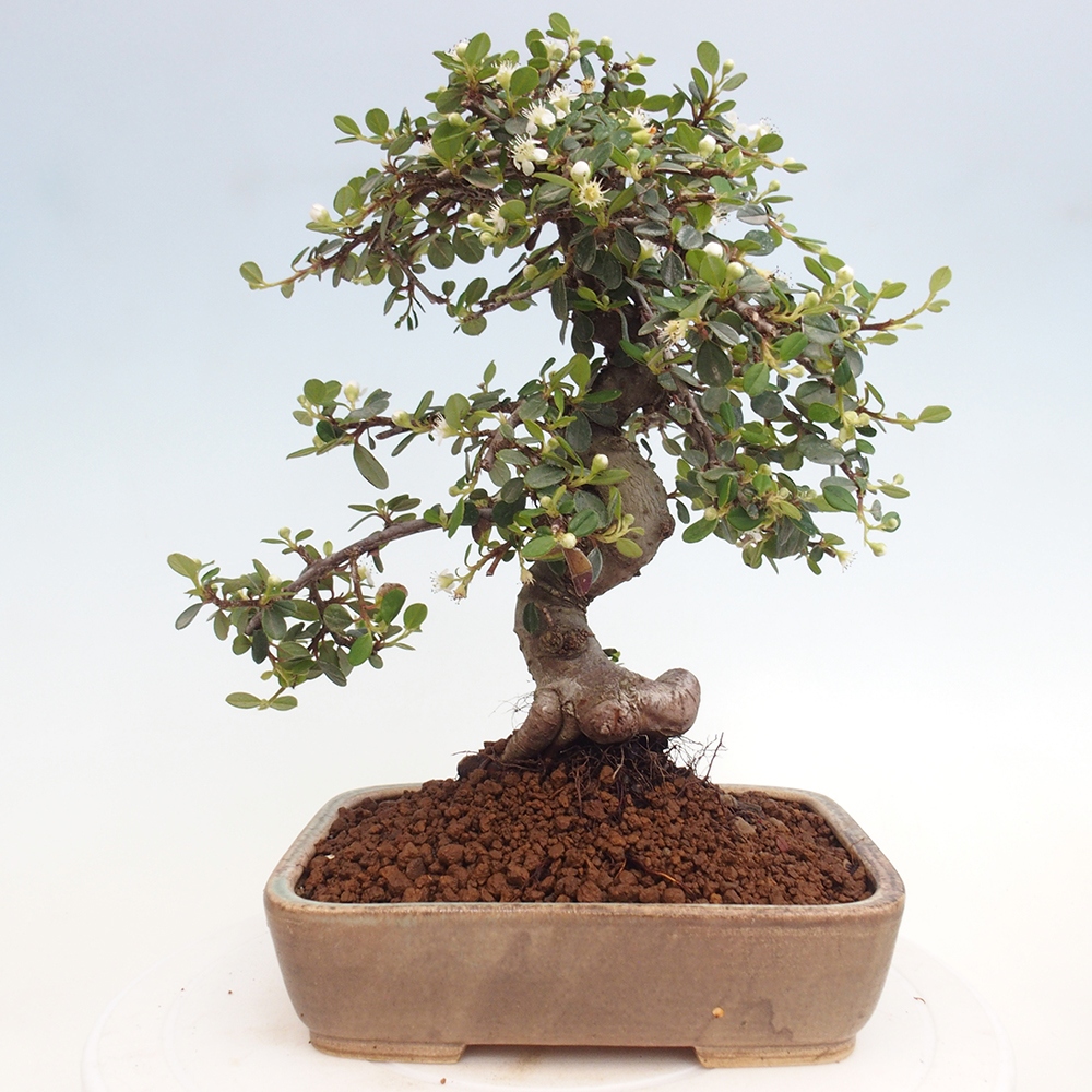 Vonkajší bonsai-Cotoneaster dammeri - Skalník Damerov