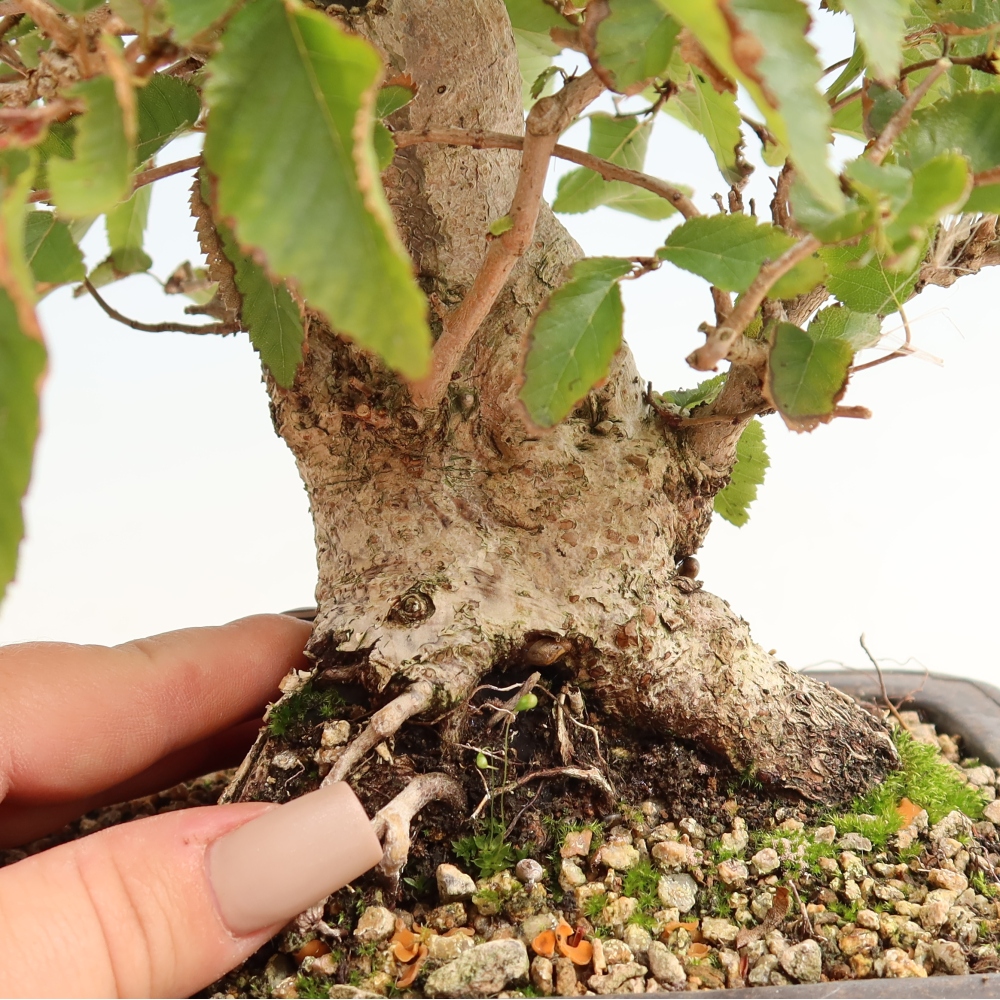 Vonkajšie bonsaje -Carpinus CARPINOIDES - Hrab kórejský