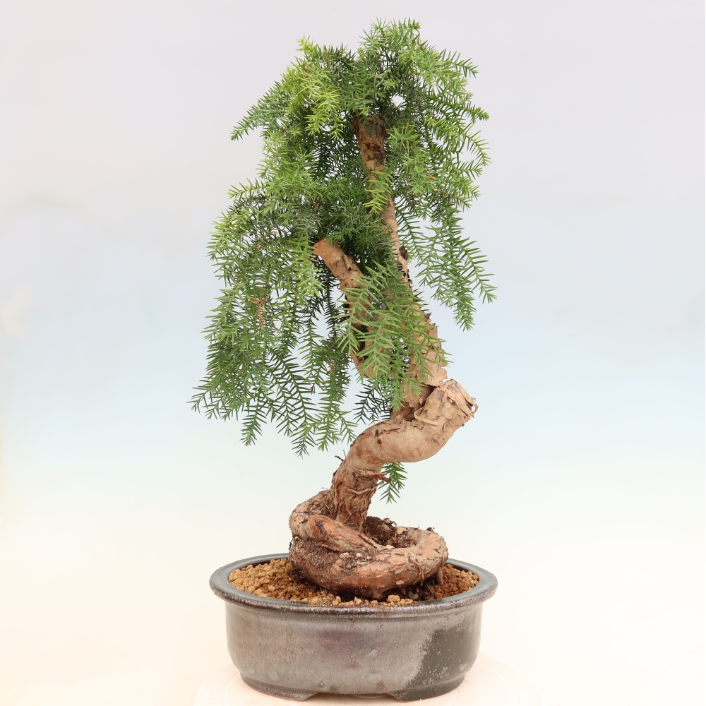 Izba bonsai – Araukária – izba smreček