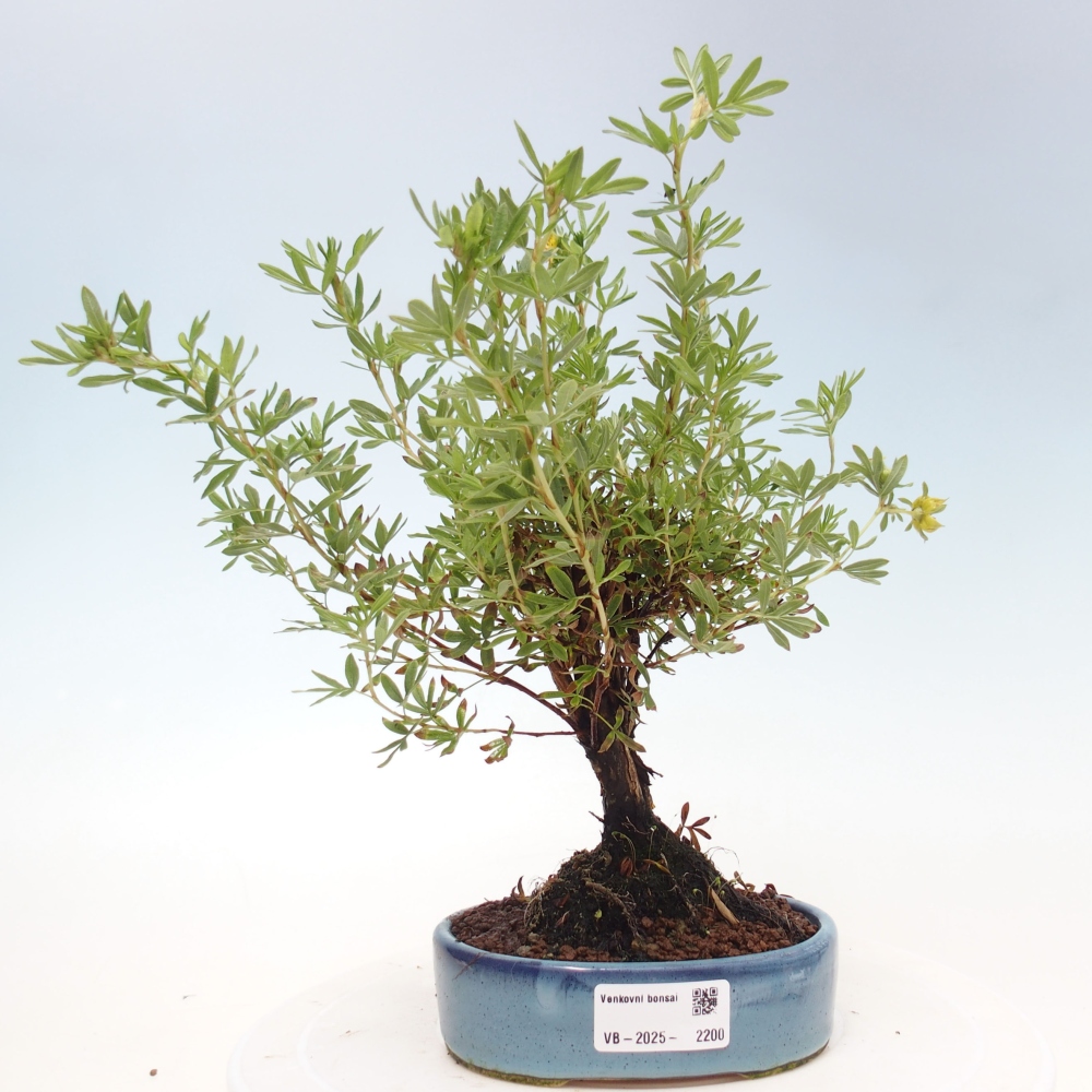 Vonkajšia bonsai-Nátržník krovitá - potentila fruticosa yellow Bird