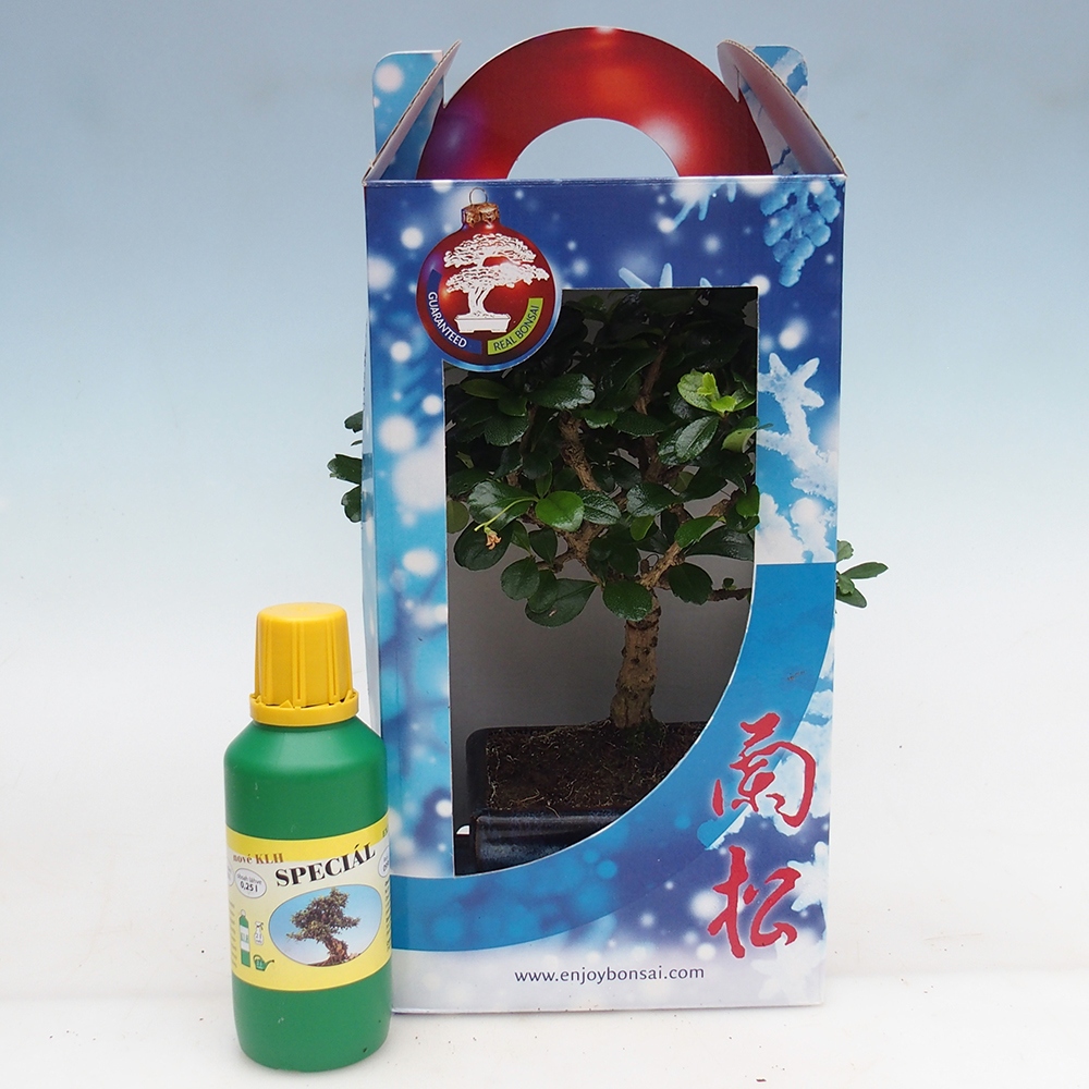 Izbový bonsaj v darčekovej krabičke Carmona microphylla - Tea fuki