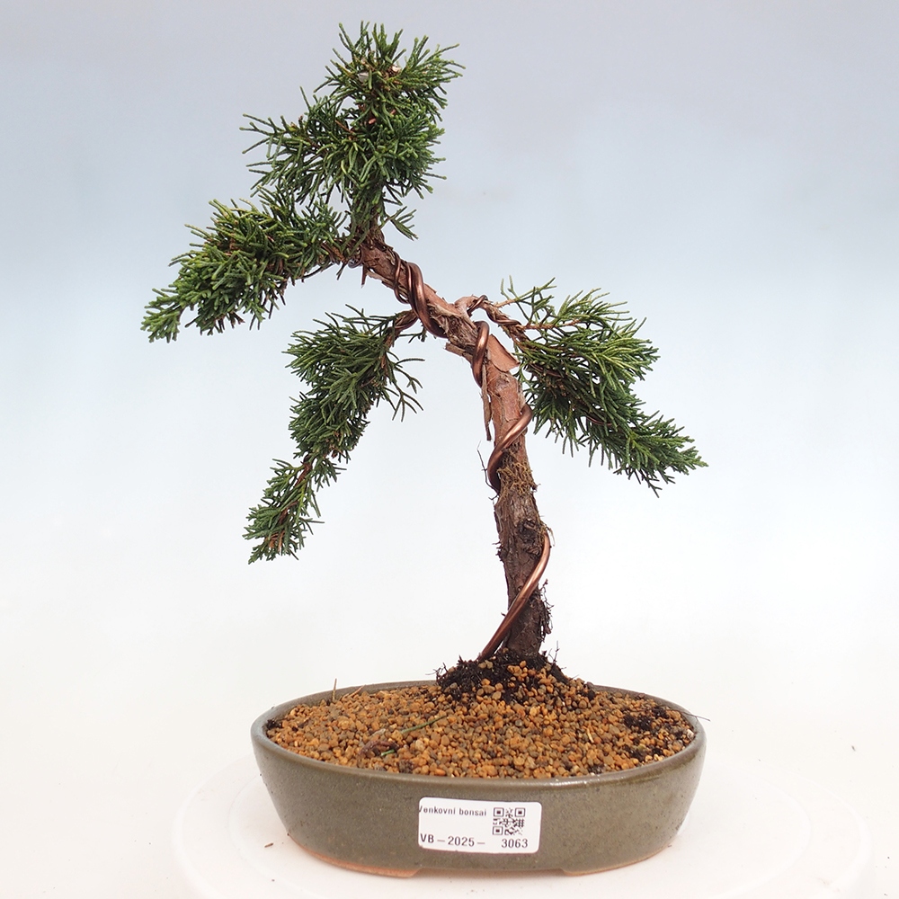 Vonkajší bonsai - Juniperus chinensis Kishu -Jalovec čínsky
