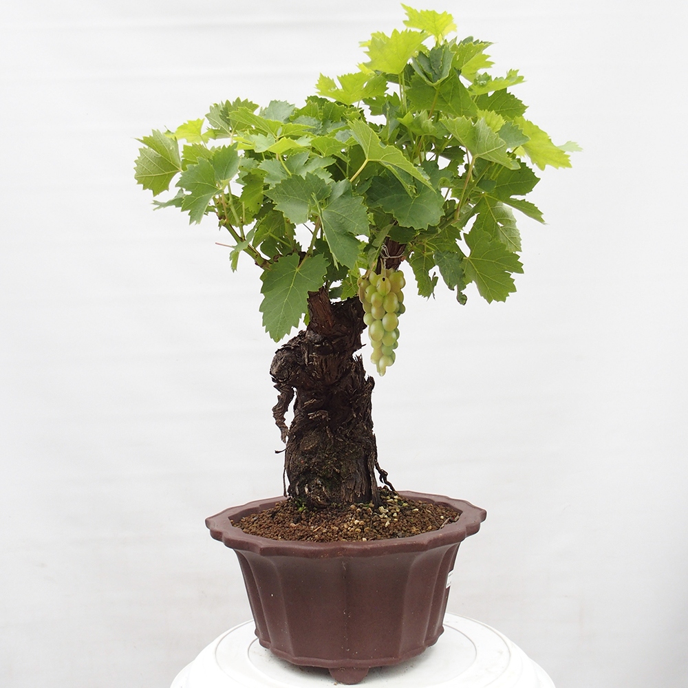 Vonkajší bonsai - Vitis vinnifera MUSKAT ITALIA  - Vínna réva