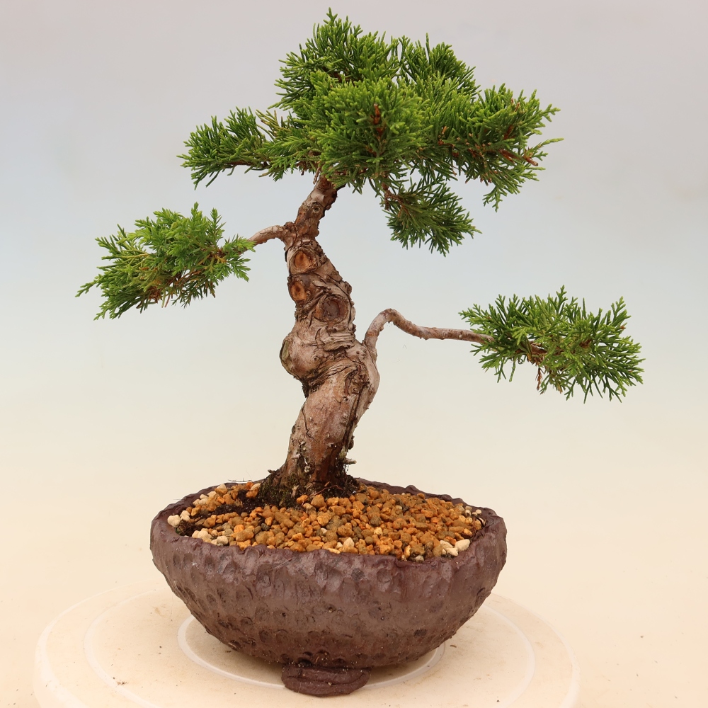 Vonkajší bonsaj - Juniperus chinensis Itoigawa