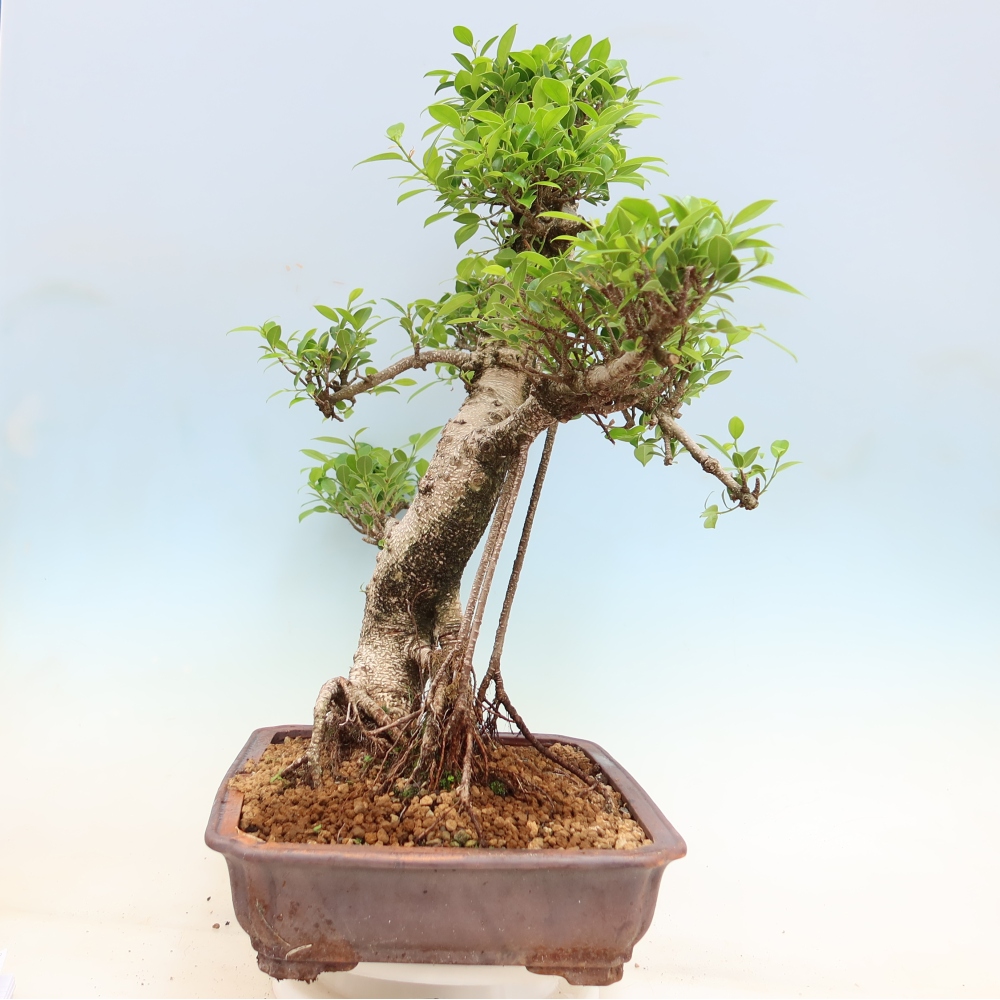 Izbové bonsaje - Ficus kimmen - drobnolistý fikus