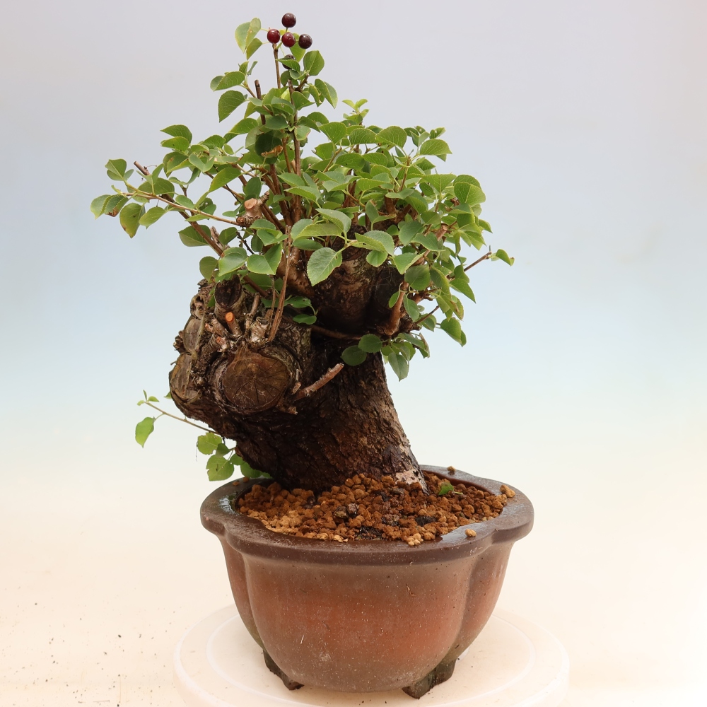 Vonkajší bonsai – Mahalebka – Prunus mahaleb