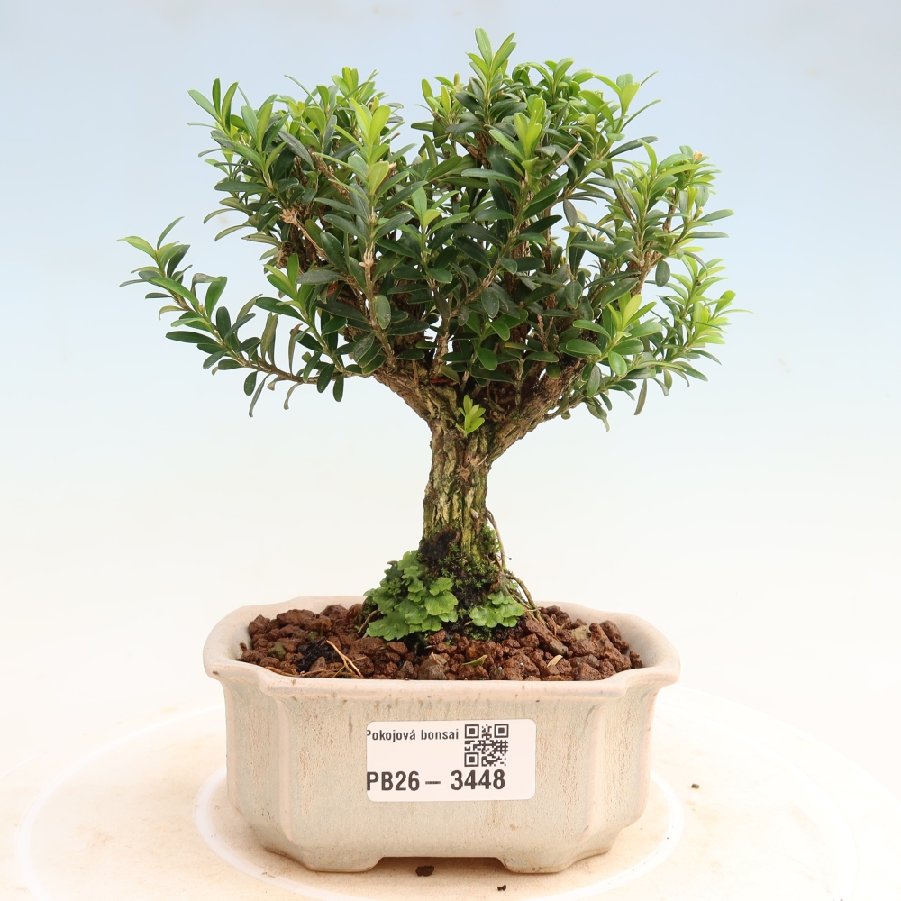 Izbové bonsaje - Buxus harlandii - korkový buxus