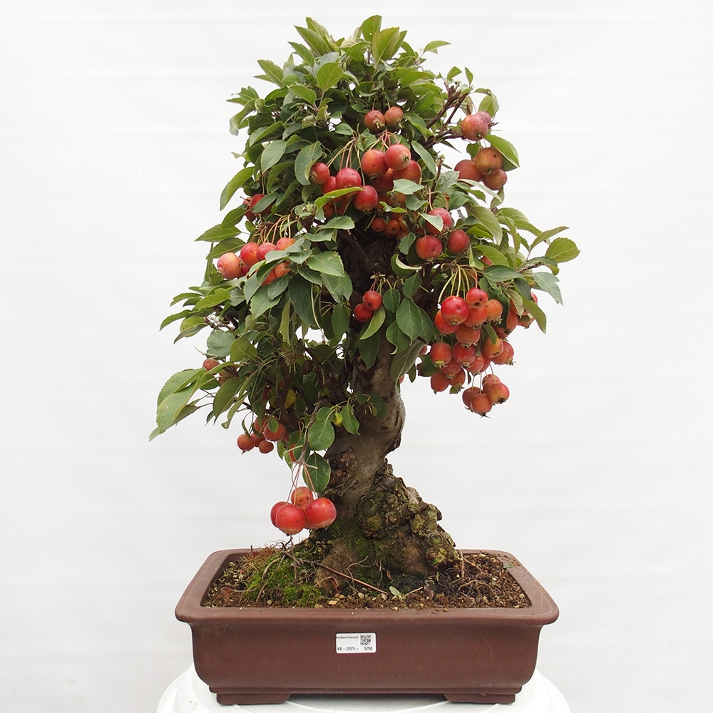 Vonkajší bonsai -Malus halliana - Maloplodá jabloň