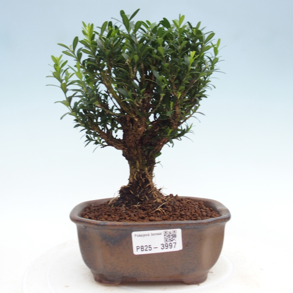 Izbové bonsaje - Buxus harlandii - korkový buxus