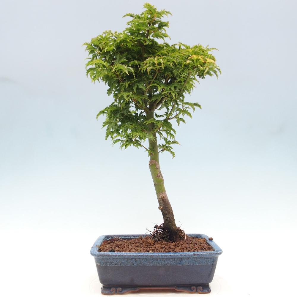 Vonkajší bonsai -Javor dlanitolistý Acer palmatum Shishigashira