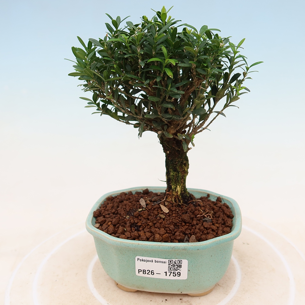 Izbové bonsaje - Buxus harlandii - korkový buxus
