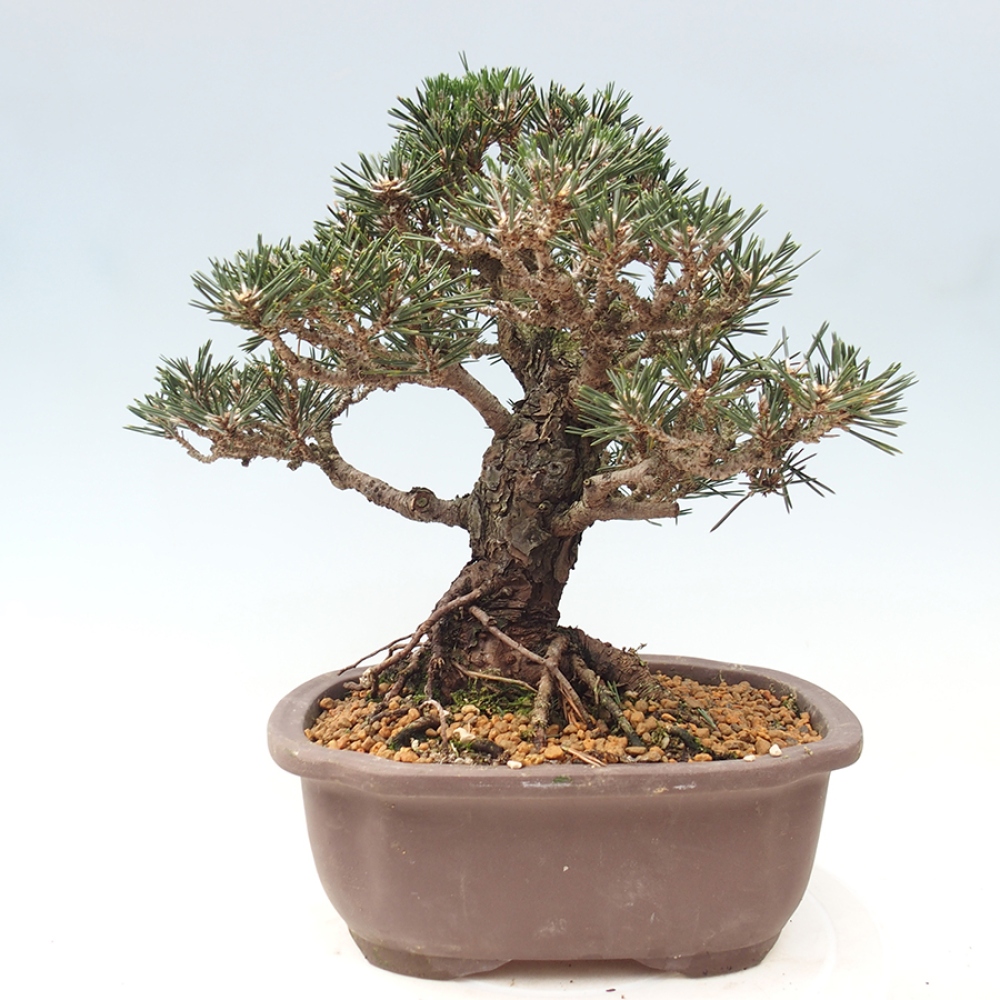 Vonkajší bonsaj - Pinus thunbergii Kotobuki - borovica Thunbergova
