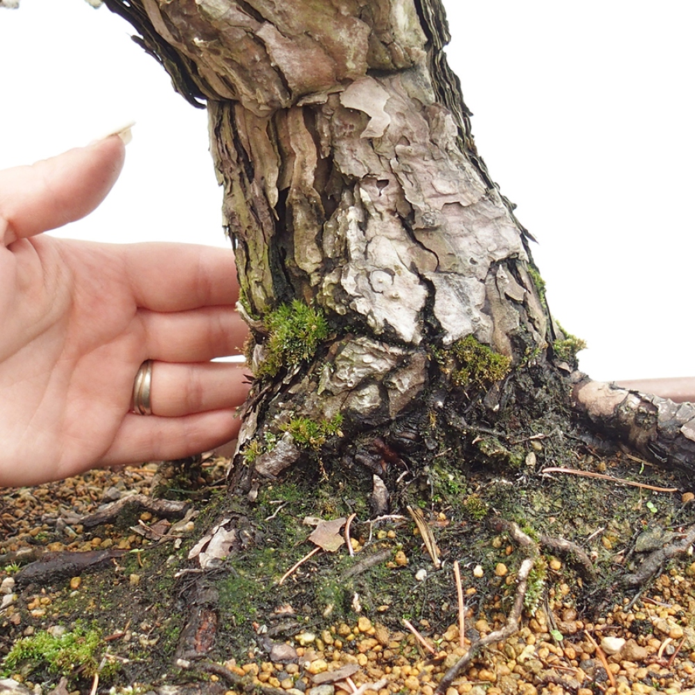 Vonkajšie bonsaje - Pinus parviflora - Pinus parviflora