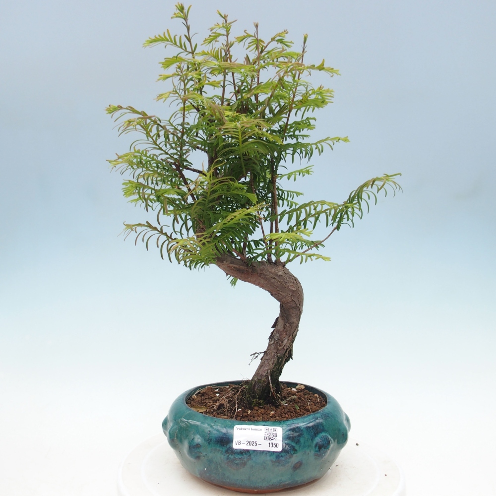 Vonkajšie bonsai - Metasequoia glyptostroboides - Metasekvoja Čínska