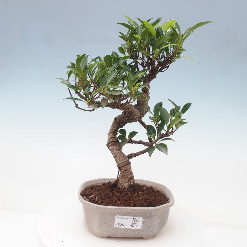 Izbová bonsai - Ficus retusa - malolistá fikus