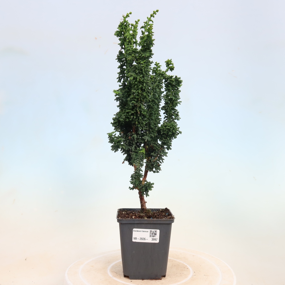 Vonkajší bonsaj - Cham. obtusa SEKKA HINOKI - Cypruštek
