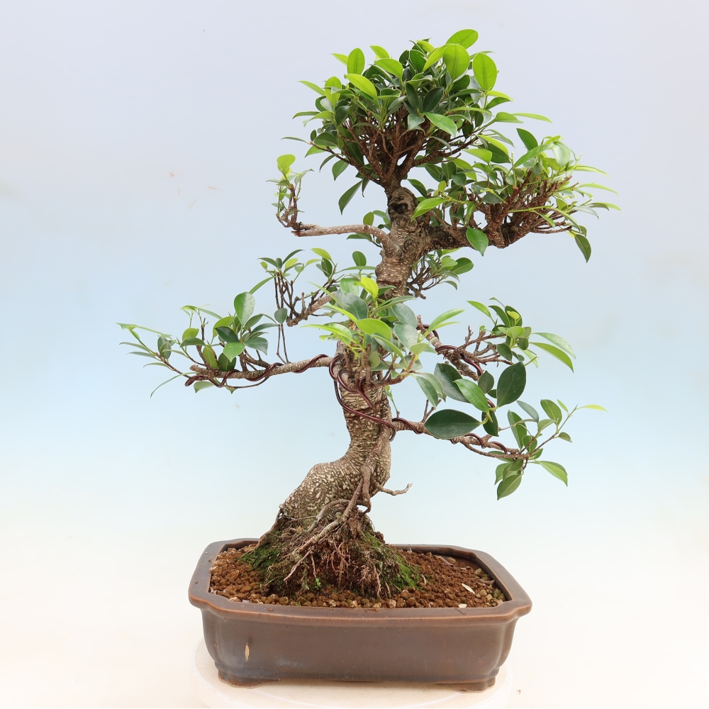 Izbové bonsaje - Ficus kimmen - drobnolistý fikus
