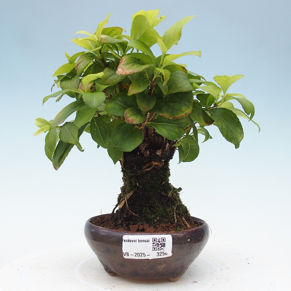 Vonkajšie bonsai - Celastrus Jesenec