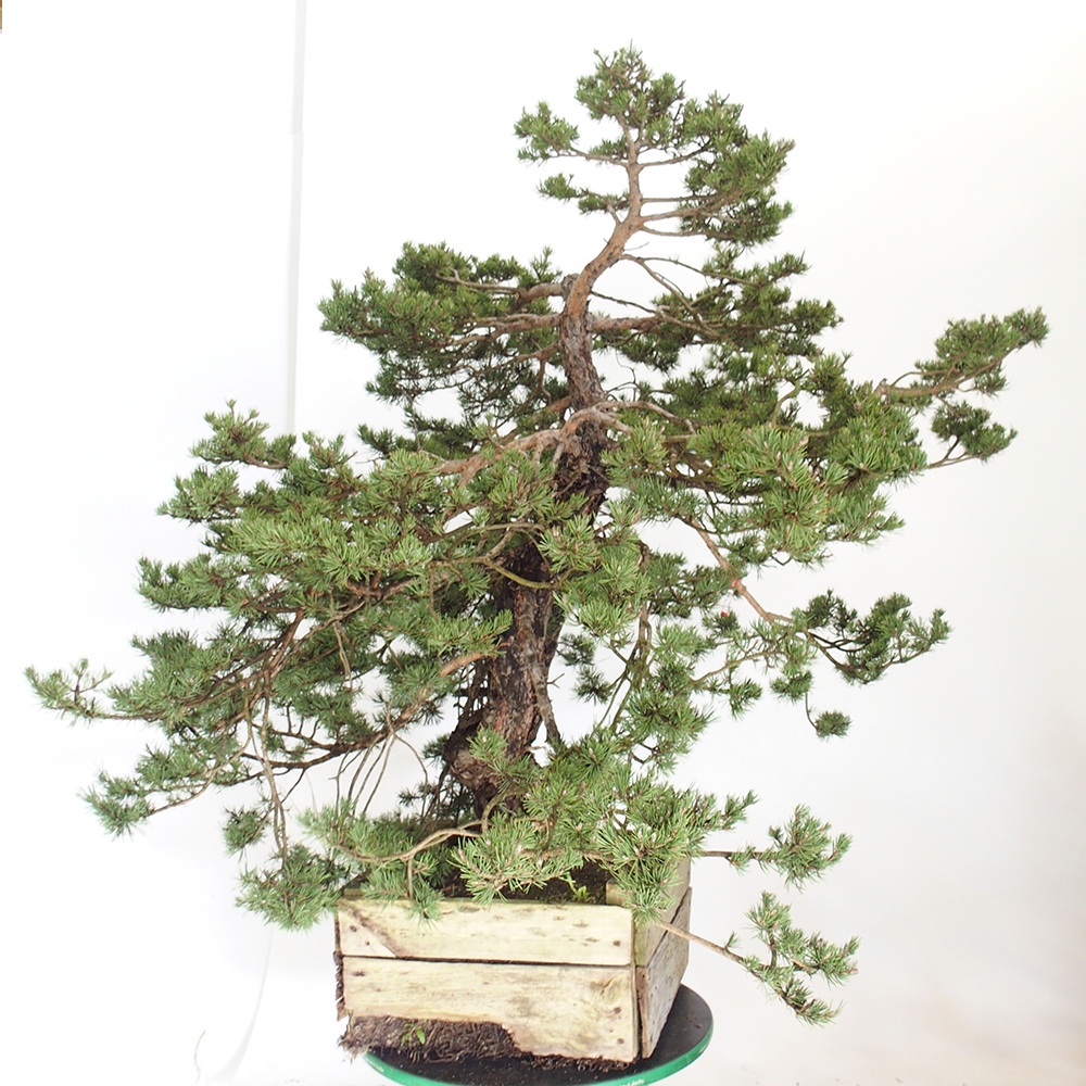 Yamadori - Pinus sylvestris Španielsko
