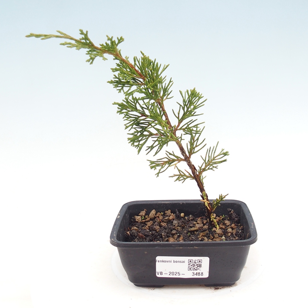 Vonkajší bonsai - Juniperus chinensis Itoigawa -Jalovec čínsky