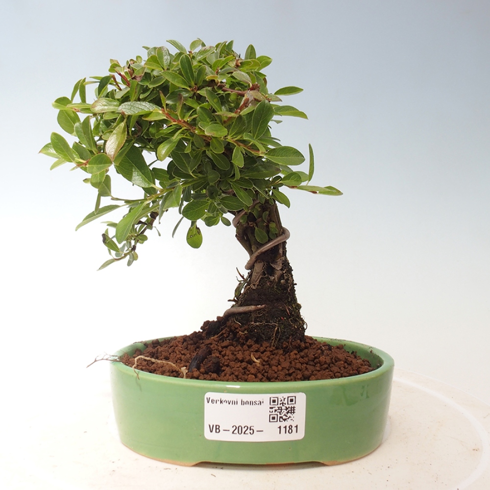 Vonkajšie bonsai - Salix - Vŕba