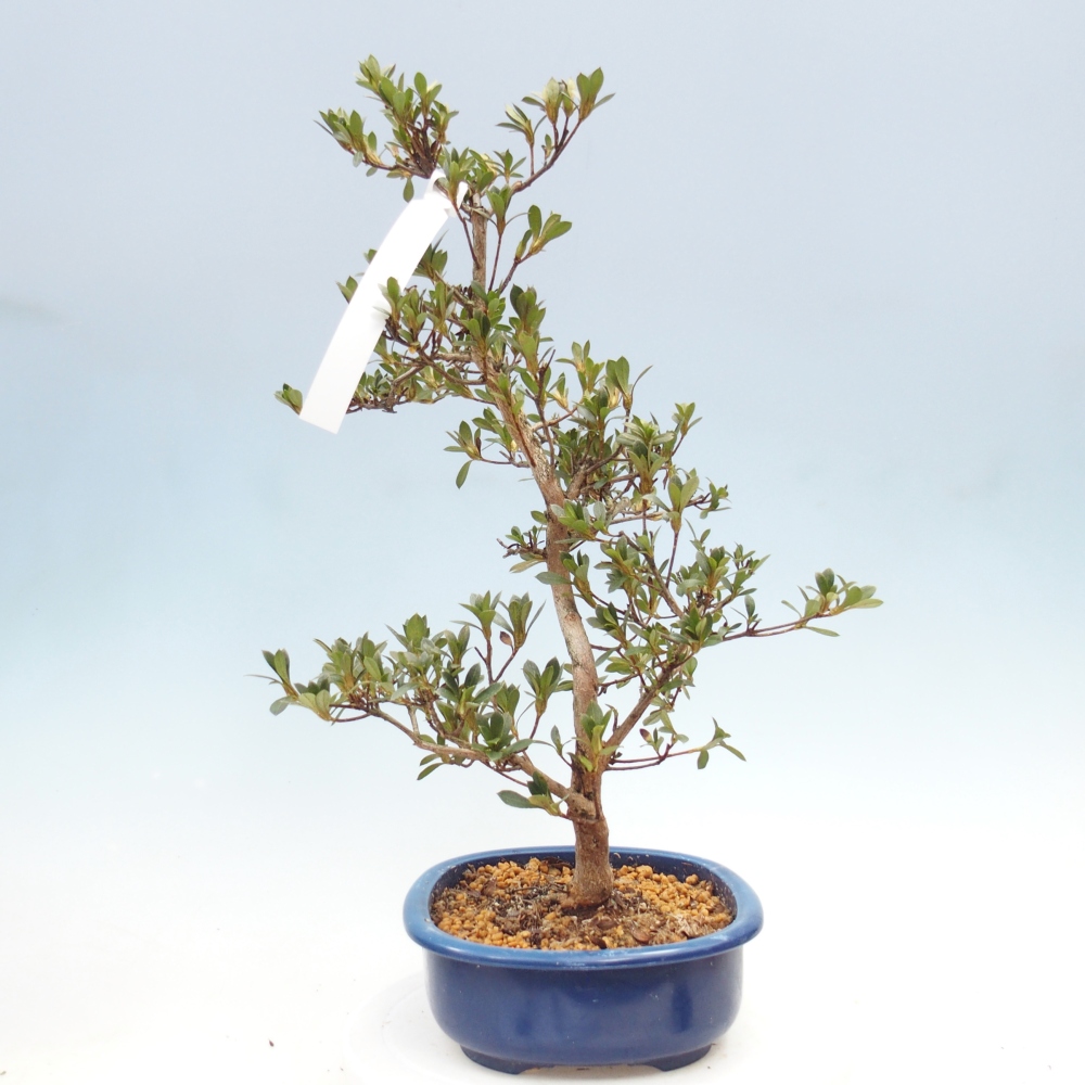 Vonkajšie bonsaje - Japonská azalka - Azalka Yoko