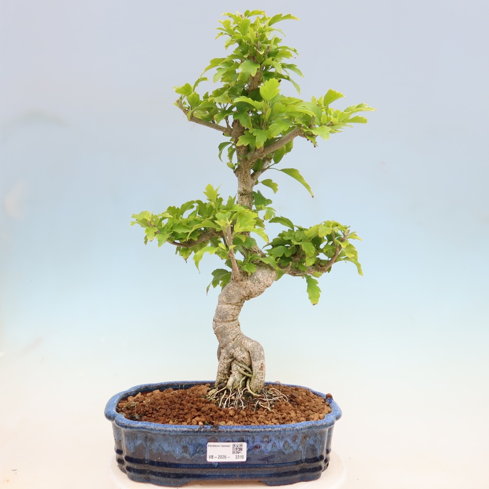 Vonkajší bonsai – Hibiscus syriacus – ibištek sýrsky