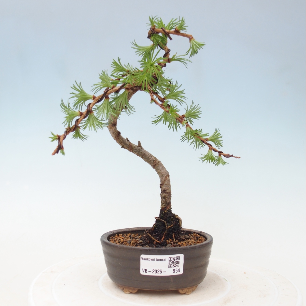 Vonkajšie bonsaje - Larix Kaempferi - Japonský smrekovec