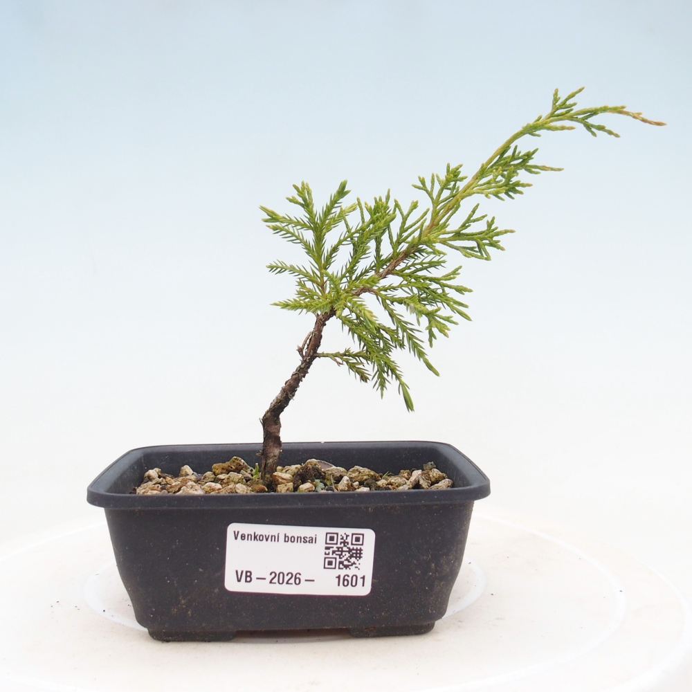 Vonkajší bonsaj - Juniperus chinensis Itoigawa
