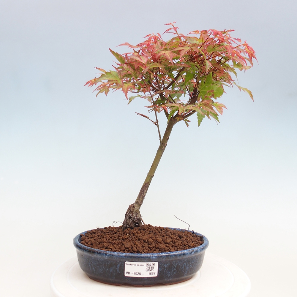 Javor dlanitolistý - Acer palmatum Beni Tsukasa