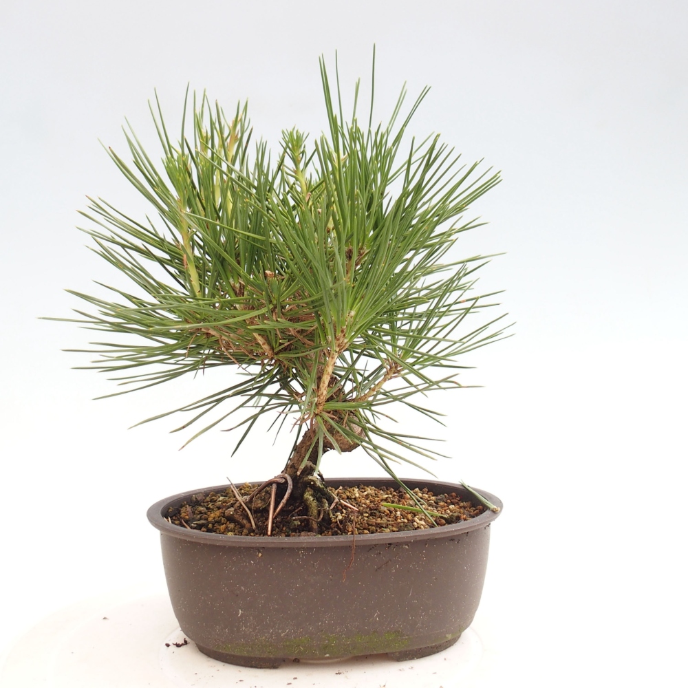 Vonkajší bonsai - Pinus thunbergii - Borovica thunbergova