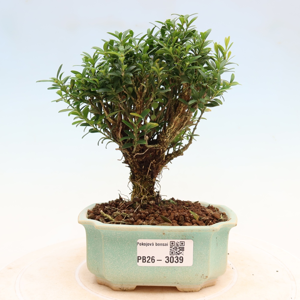 Izbové bonsaje - Buxus harlandii - korkový buxus