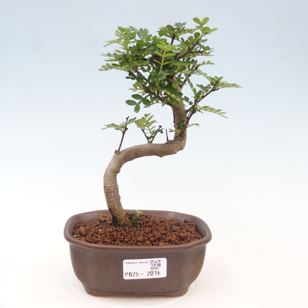 Izbová bonsai - Zantoxylum piperitum - piepor
