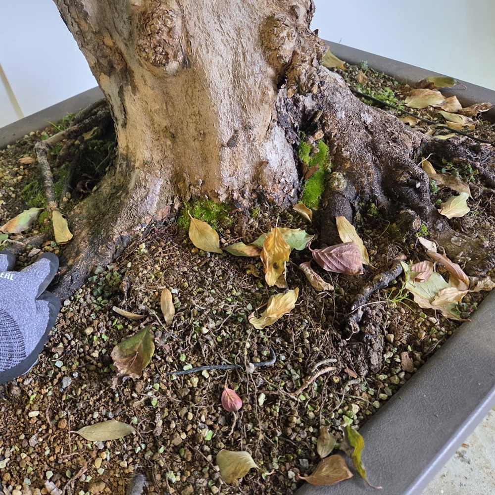 Vonkajšie bonsaje Drieň - Cornus Mas