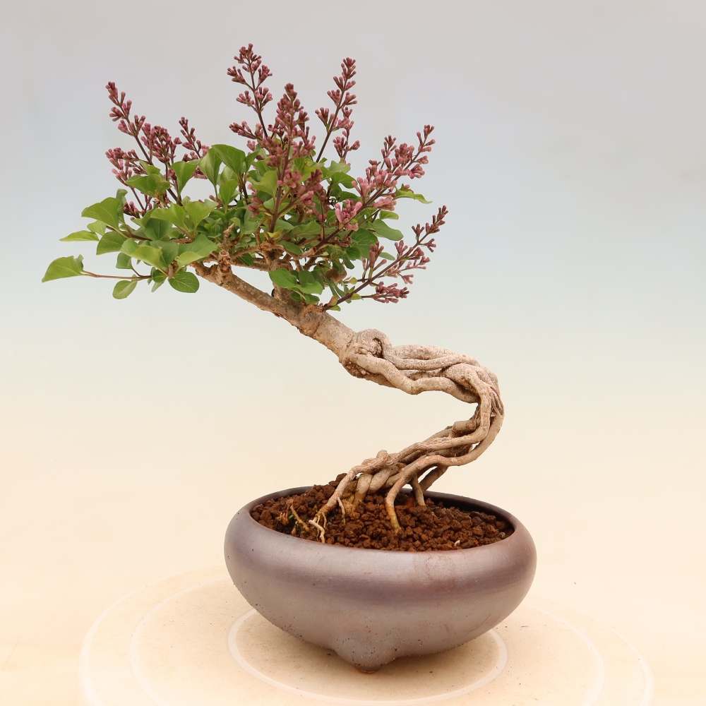 Vonkajší bonsaj - Syringa microphylla - drobnokvetý šeřík