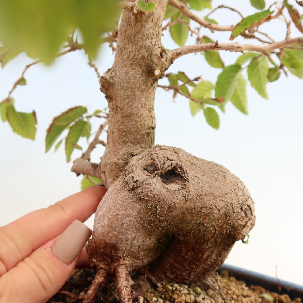 Vonkajšie bonsaje -Carpinus CARPINOIDES - Hrab kórejský