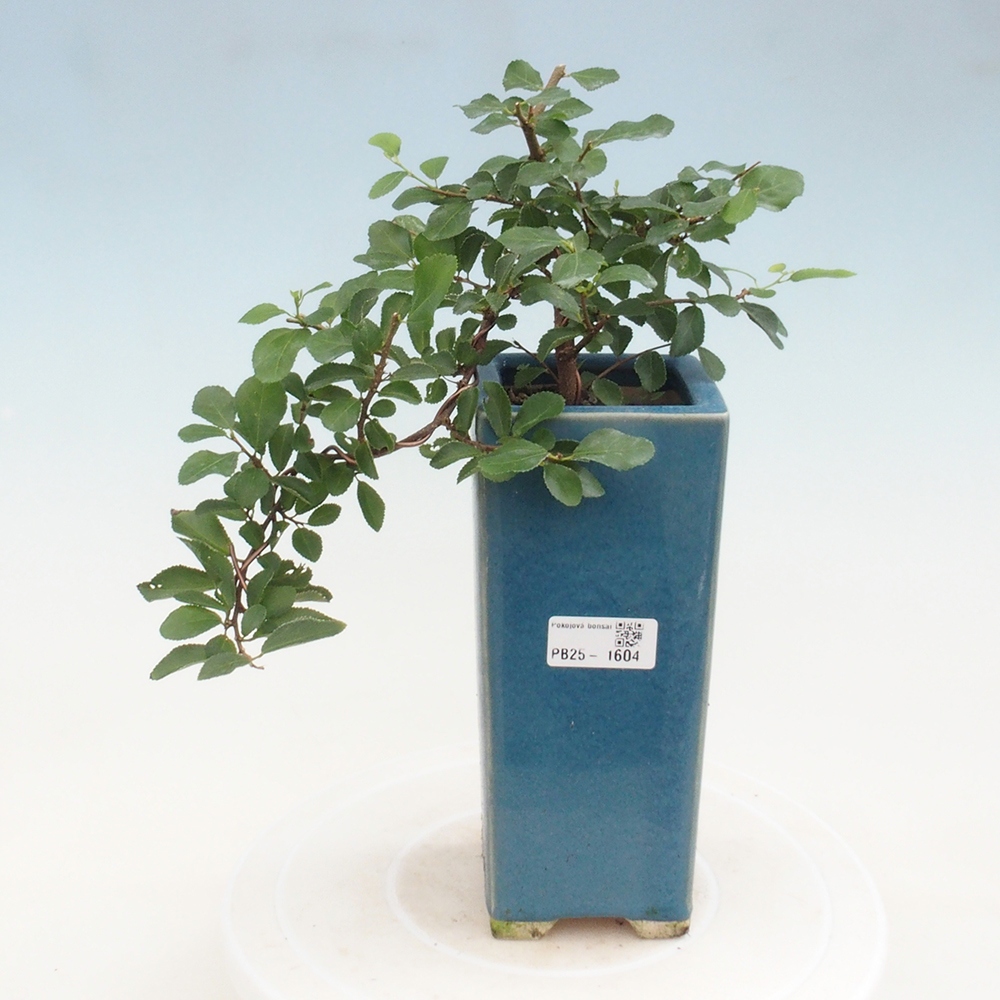 Izbová bonsai - Grewia occidentalis - Hviezdica levanduľová